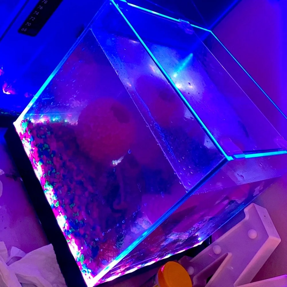 Fish aquarium